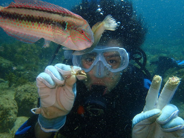 福岡の海でも間近で熱帯魚と触れ合えます。_DivingSchoolテールアップ