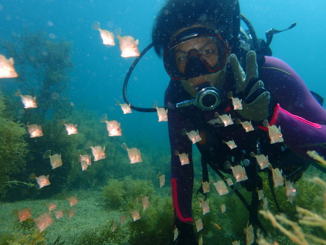 年間通して日本海の魚を見ることができます。_DivingSchoolテールアップ