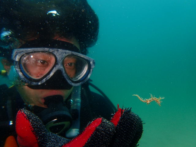 人気者のタツノオトシゴ_DivingSchoolテールアップ