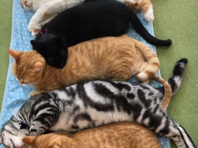 猫カフェ美観neko