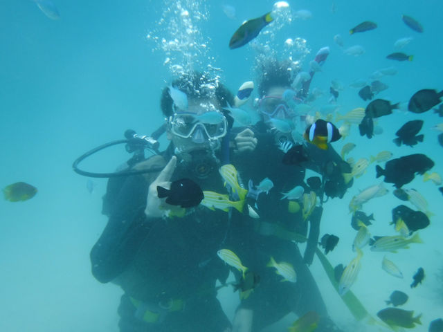 ビーチ前の海も餌付けポイントがあります_奄美海族塾