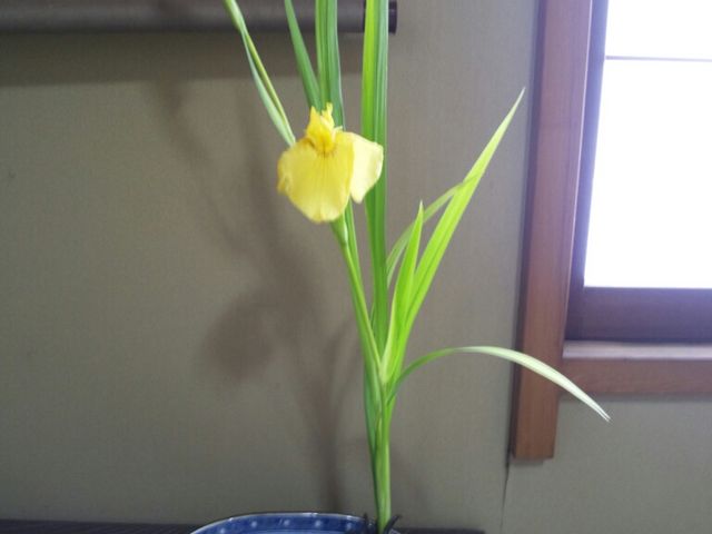 浪坂茶道.茶花教室