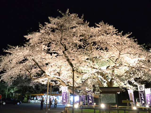 城山公園内桜の標準木ライトアップ_特定非営利活動法人三戸町観光協会