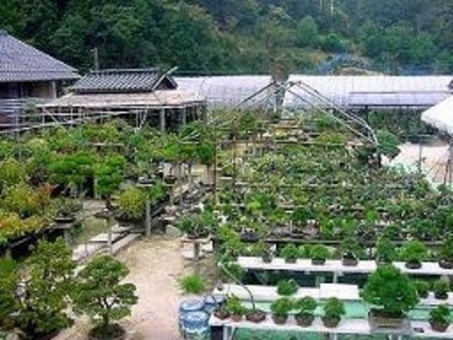 盆栽 草光園