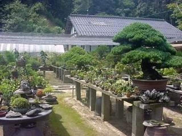 盆栽 草光園
