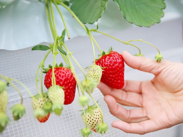 河西いちご園