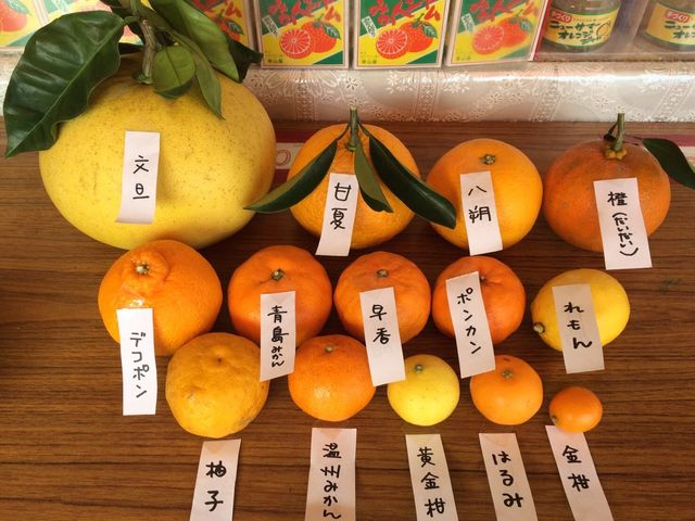 春は、店頭の品種が イロイロ豊富です。_泰山園