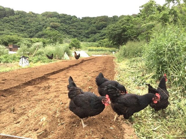 パラダイスフィールド「森と畑の学校」