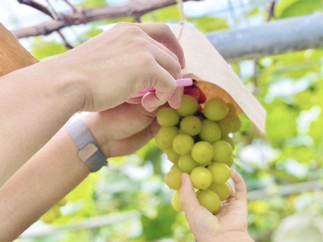 一緒にとる、秋の実り_ぶどう工房OIKOS