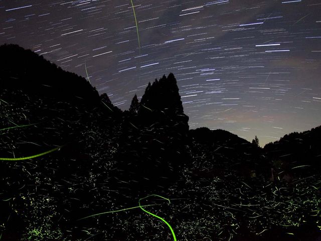 星々の瞬きとゲンジボタルの乱舞。6月中旬からひと月だけの夢の共演をお楽しみください♪_和良おこし協議会