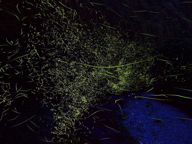 「和良蛍」は自然に生息して繁殖をつづけています。人が手を加えず生態系バランスが守られている稀有な地域です。_和良おこし協議会