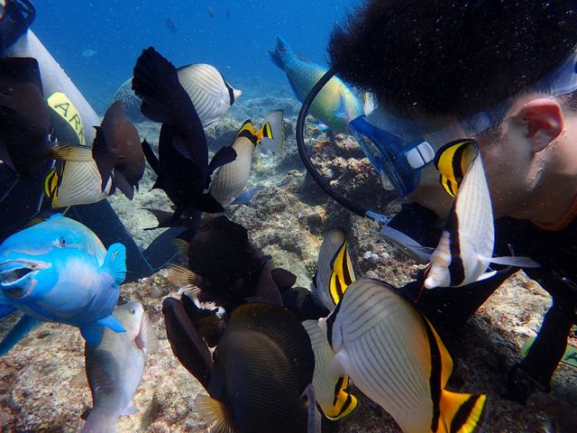 魚への餌付けではたくさんの魚が集まってきます。_プロテクトダイビング沖縄