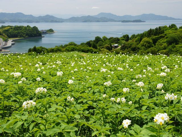 有限会社有田園芸農場
