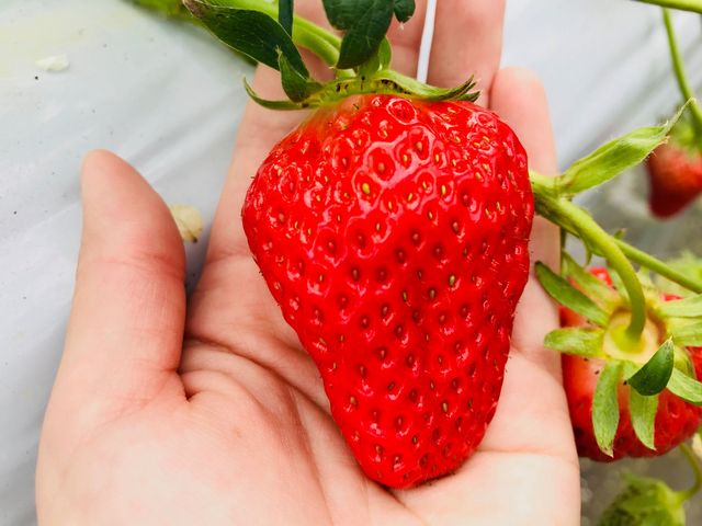 フルーツガーデン たから農場