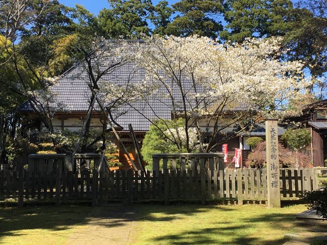 佐渡に遠流になられた順徳上皇がお手植えになられたという御所桜の・・孫・・ひ・・・ひ孫_SADO三四郎ガイド