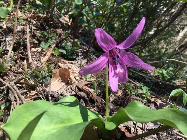 カタクリの花
佐渡の山、多いです
カタクリだらけ。_SADO三四郎ガイド