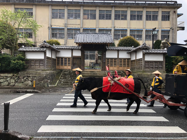 西郷どんにも出演したちはるちゃん頑張ってます!体験(要予約・別料金)_むらさき堂