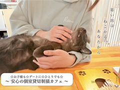 猫カフェ 紅葉の写真1