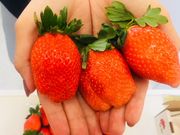 彩果ファームなかじまの写真4