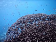SEA ENJOYの写真3