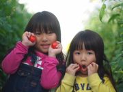 上里いちご&トマト園の写真4
