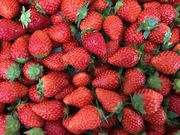 飯森苺農園の写真2