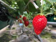 飯森苺農園の写真3