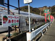 ベリーランドあきひめの写真3
