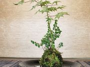 洗心庵の写真2