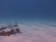 DivingSchoolテールアップの写真4