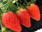 金山ベリーファームの写真3