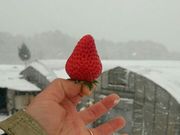 アグリみとの写真2