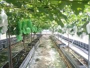 菊田農園の写真4