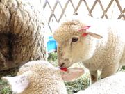 さとうみファームの写真3