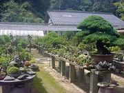 盆栽 草光園の写真2