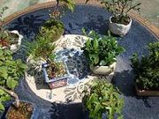 盆栽 草光園の写真5