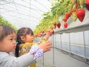 河西いちご園の写真4