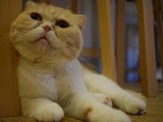 Cat of Libertyの写真2