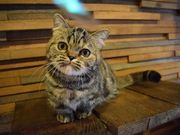 Cat of Libertyの写真3