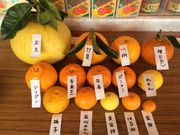 泰山園の写真4