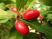 下賀茂熱帯植物園の写真3