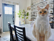 Cat's tailの写真4