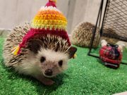 はりねずみ屋ぽったの写真2