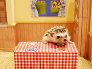 ちくちくCAFEの写真2