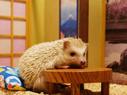 ちくちくCAFEの写真3