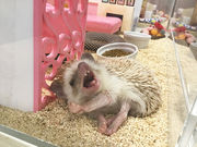 ちくちくCAFEの写真4