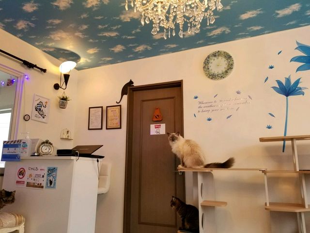 ネコカフェミャウランド