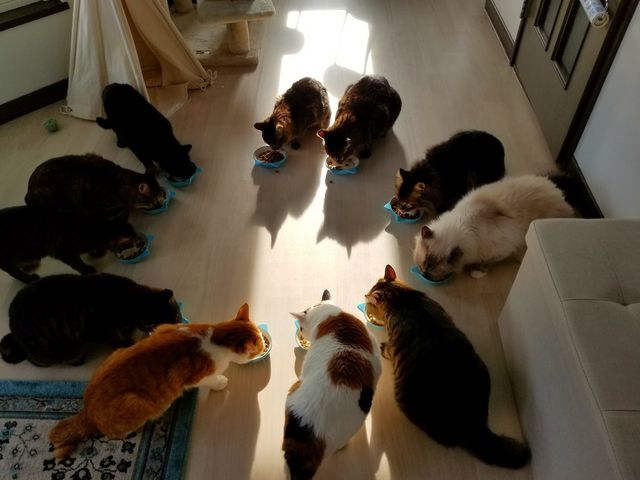 ネコカフェミャウランド