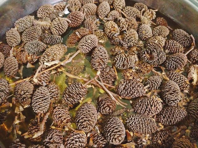 植物染料の「ヤシャブシ」_古民家 でぇのうち