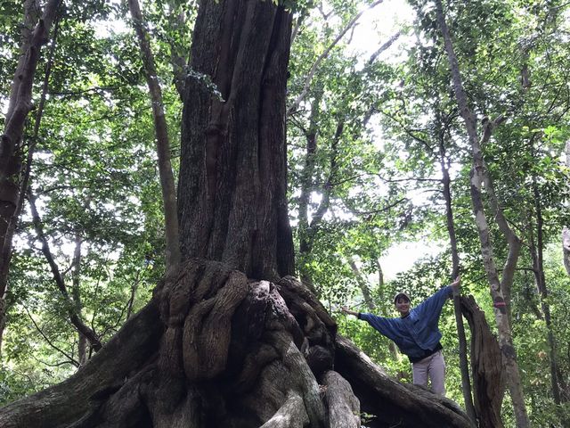 龍良山巨木散策コース_対馬観光ガイドの会やんこも